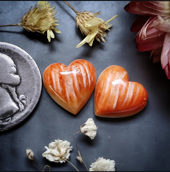 Spiny Oyster Heart Pair Cabochon