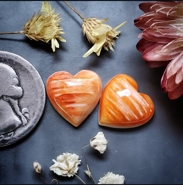 Spiny Oyster Heart Pair Cabochon
