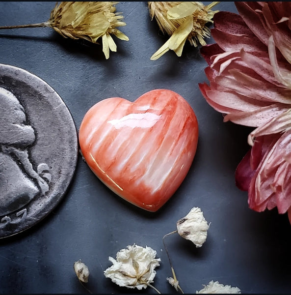 Spiny Oyster Heart Cabochon