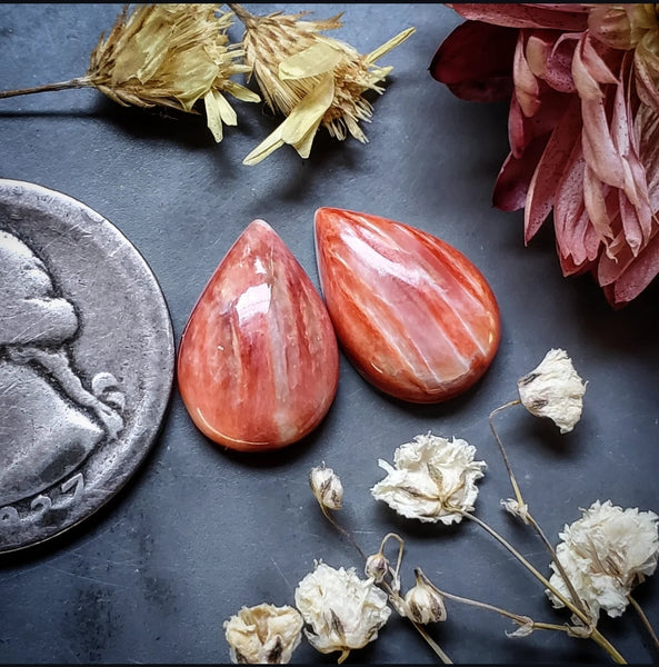 Spiny Oyster Drop Earring Pair Cabochon