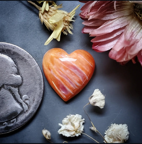 Spiny Oyster Heart Cabochon