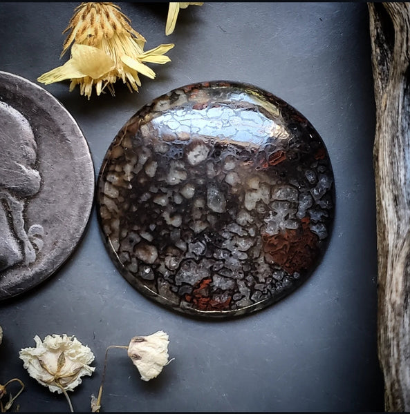 Dinosaur Bone Round Cabochon
