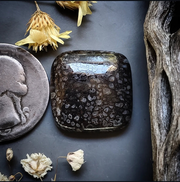 Dinosaur Bone Cushion Cut Cabochon