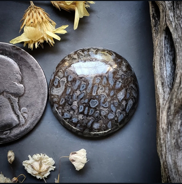 Dinosaur Bone Round Cabochon