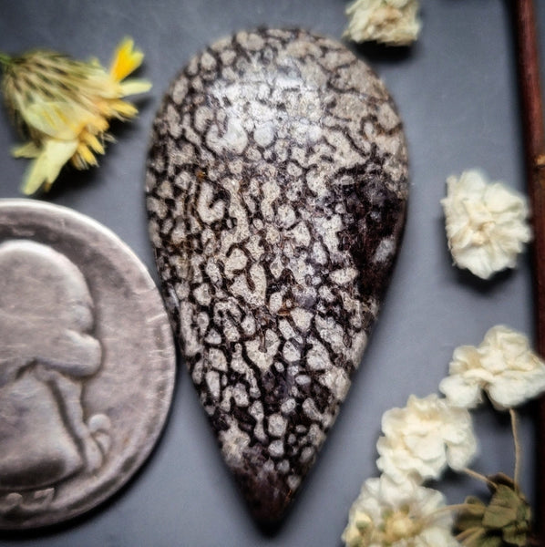 Dinosaur Bone Large Drop Cabochon