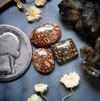 Dinosaur Bone Oval Cushion Set Cabochon
