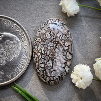 Ghost Dinosaur Bone Oval Cabochon