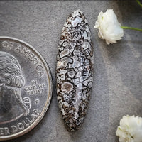 Ghost Dinosaur Bone Oval Cabochon