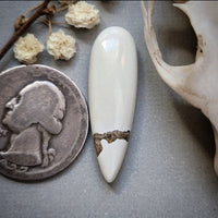 Ivory Creek Talon Cabochon