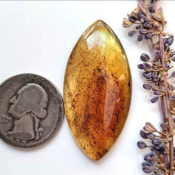 Chiapas Amber Large Marquise Cabochon